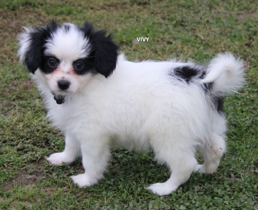 du berger de la vallée des géants - Chiot disponible  - Epagneul nain Continental (Papillon)