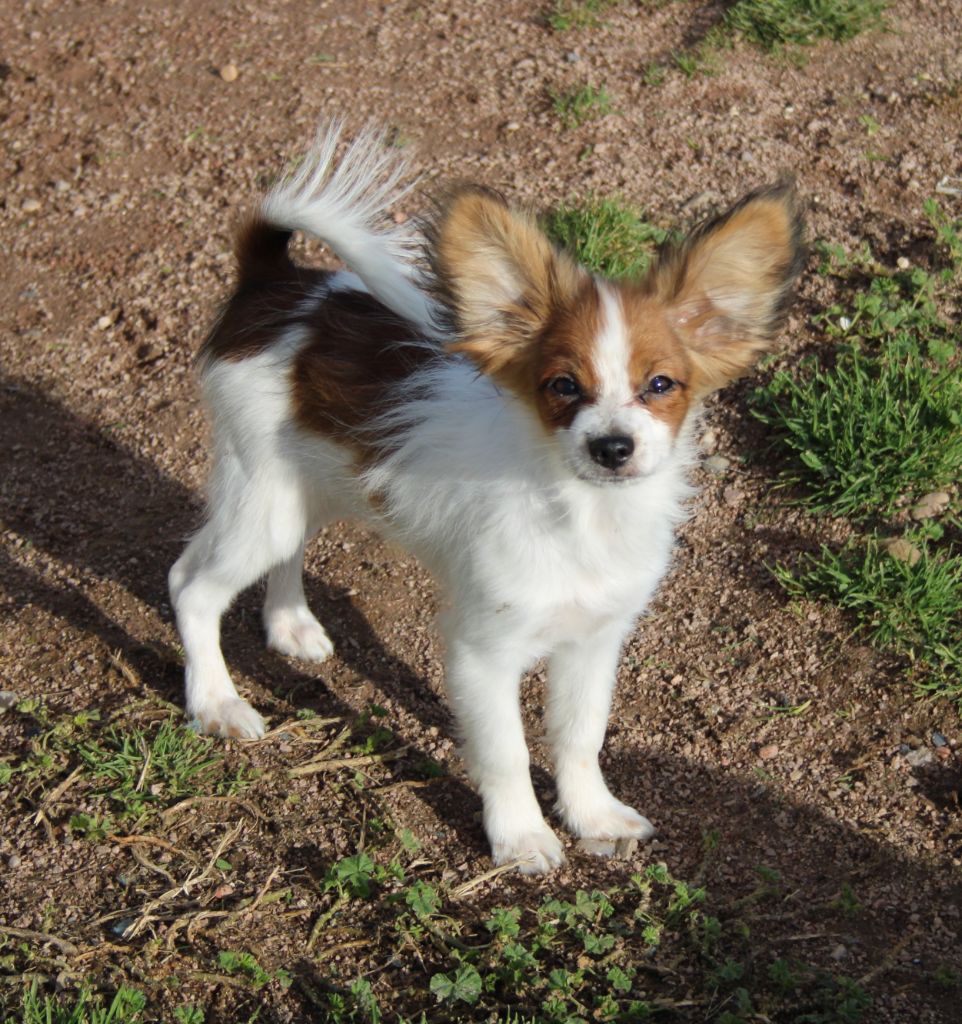 du berger de la vallée des géants - Chiot disponible  - Epagneul nain Continental (Papillon)