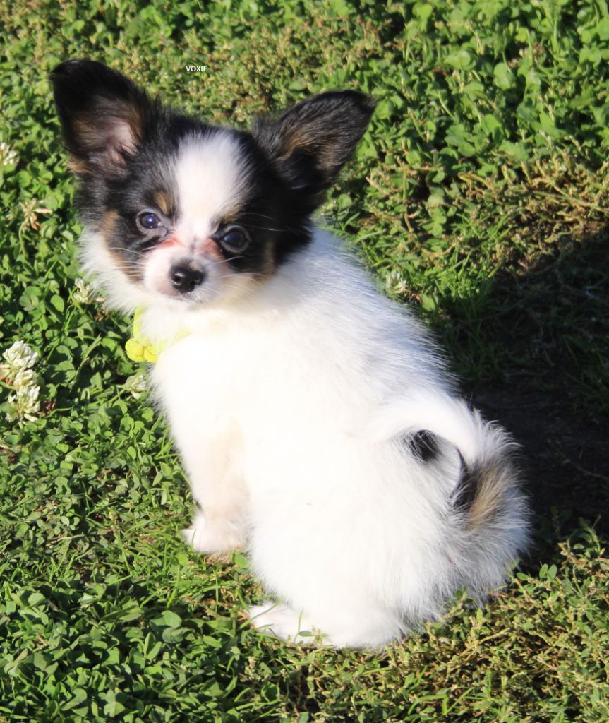 du berger de la vallée des géants - Chiot disponible  - Epagneul nain Continental (Papillon)