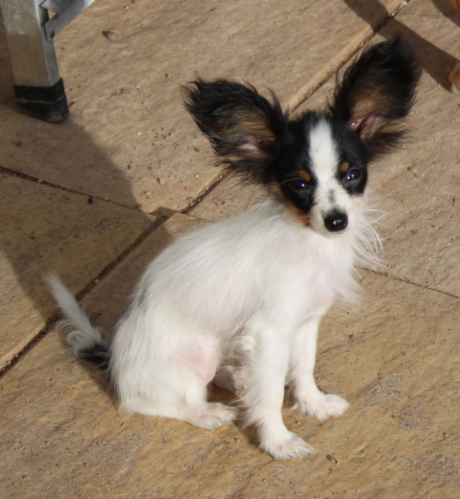 du berger de la vallée des géants - Chiot disponible  - Epagneul nain Continental (Papillon)