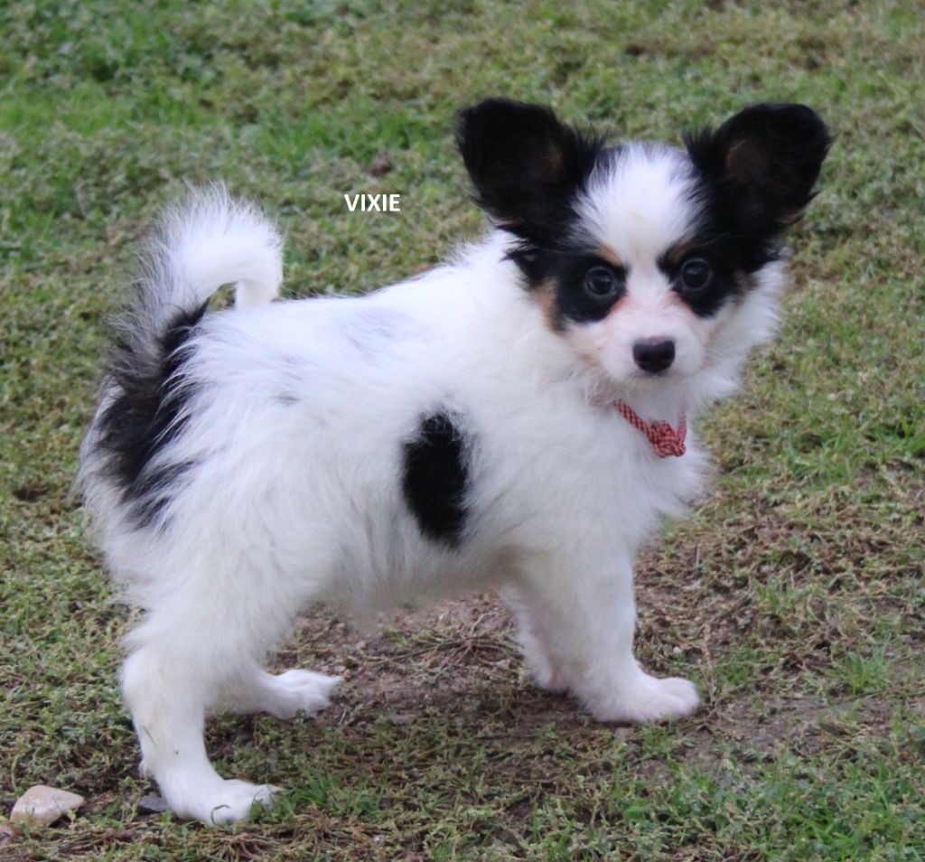 du berger de la vallée des géants - Chiot disponible  - Epagneul nain Continental (Papillon)