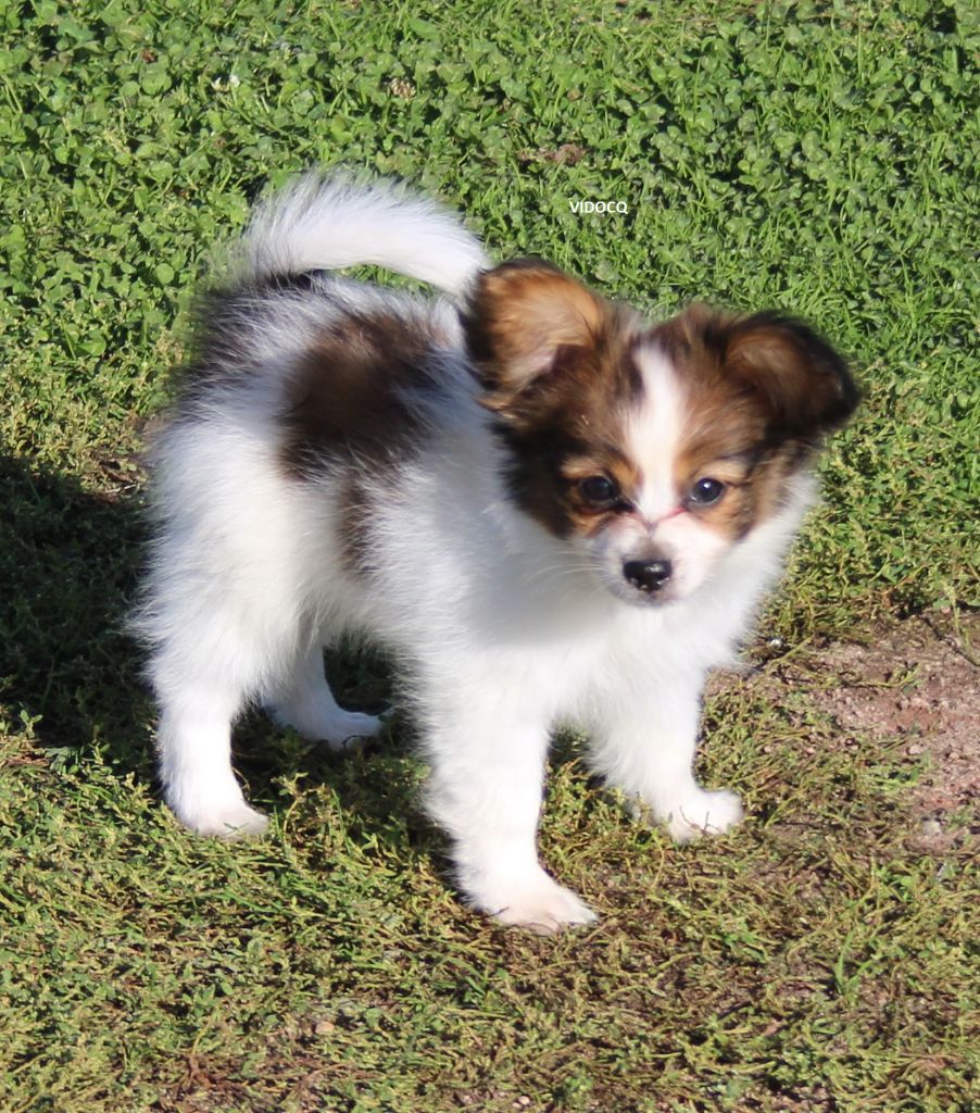 du berger de la vallée des géants - Chiot disponible  - Epagneul nain Continental (Papillon)