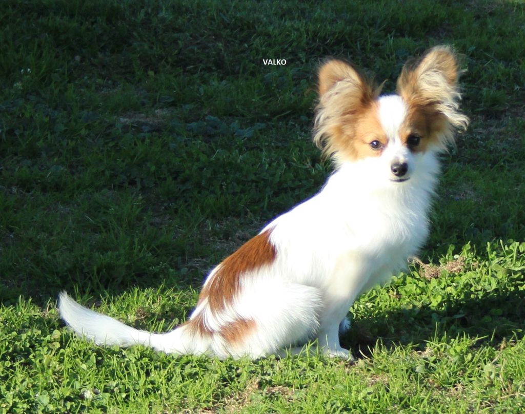 du berger de la vallée des géants - Chiot disponible  - Epagneul nain Continental (Papillon)