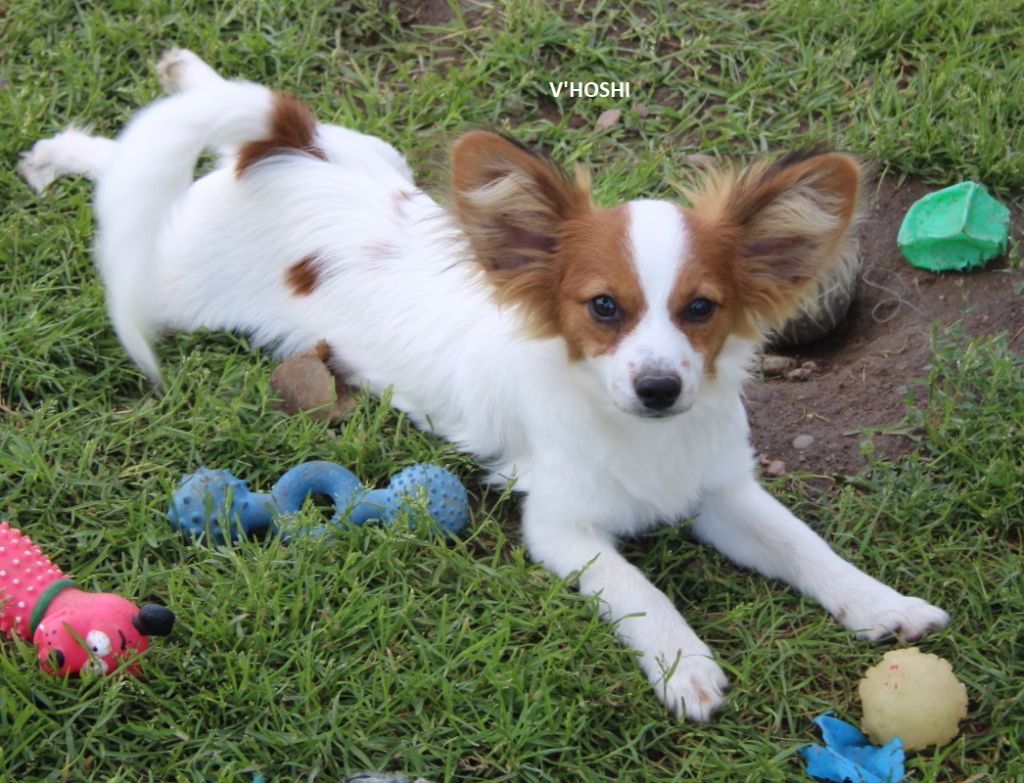 du berger de la vallée des géants - Chiot disponible  - Epagneul nain Continental (Papillon)