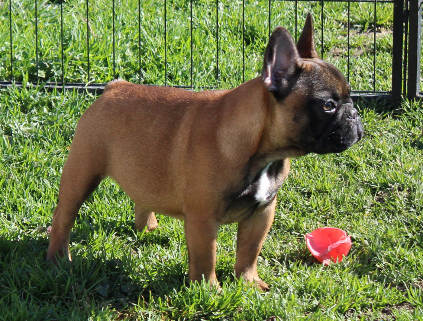 UPOLINE du berger de la vallée des géants