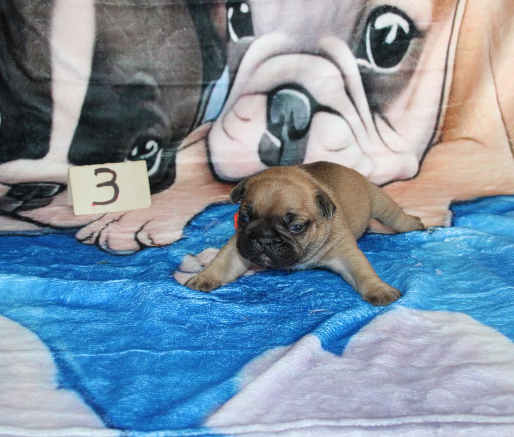 du berger de la vallée des géants - Chiots disponibles - Bouledogue français