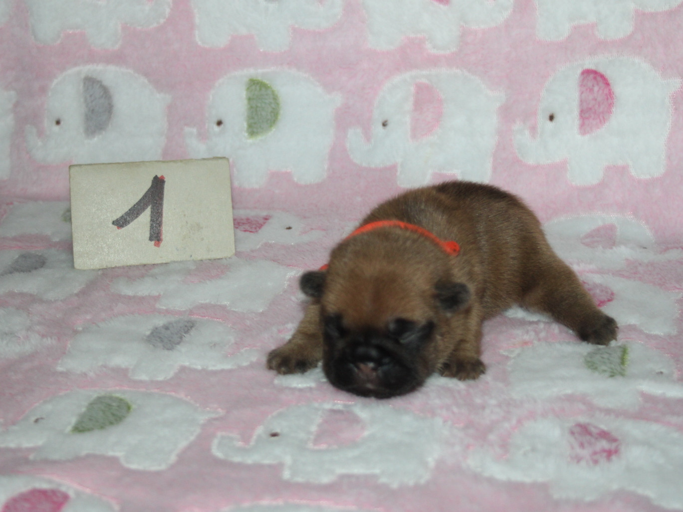 du berger de la vallée des géants - Chiots disponibles - Bouledogue français