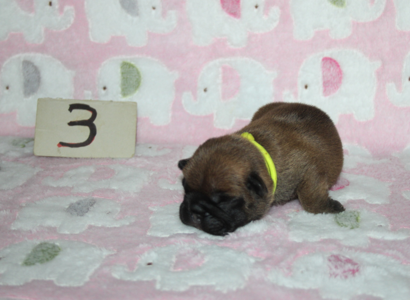 du berger de la vallée des géants - Chiots disponibles - Bouledogue français