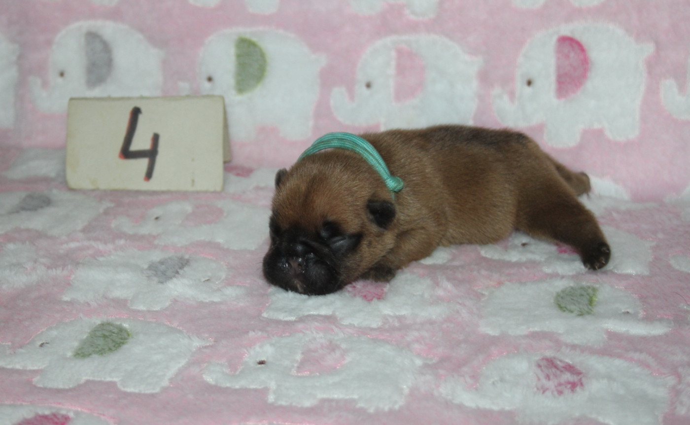 du berger de la vallée des géants - Chiots disponibles - Bouledogue français
