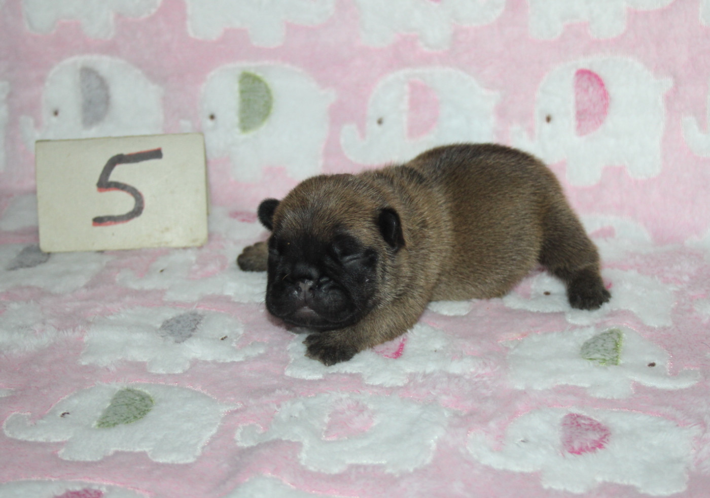 du berger de la vallée des géants - Chiots disponibles - Bouledogue français