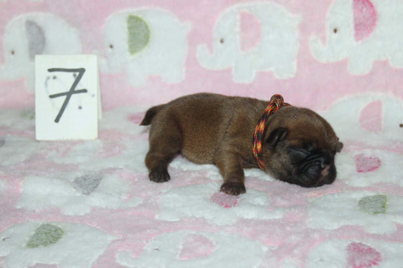du berger de la vallée des géants - Chiots disponibles - Bouledogue français