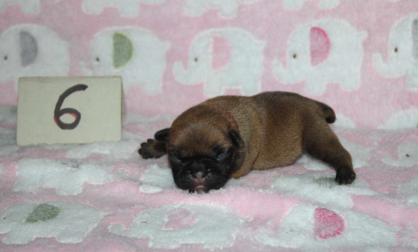 du berger de la vallée des géants - Chiots disponibles - Bouledogue français