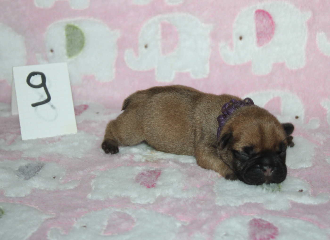 du berger de la vallée des géants - Chiots disponibles - Bouledogue français