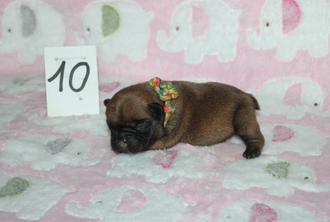 du berger de la vallée des géants - Chiots disponibles - Bouledogue français
