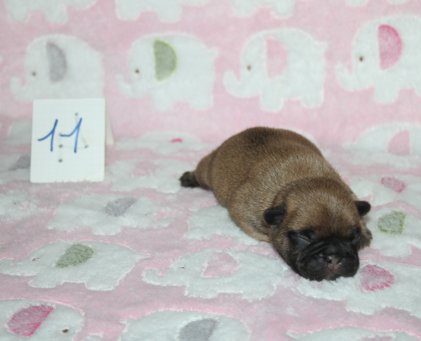 du berger de la vallée des géants - Chiots disponibles - Bouledogue français