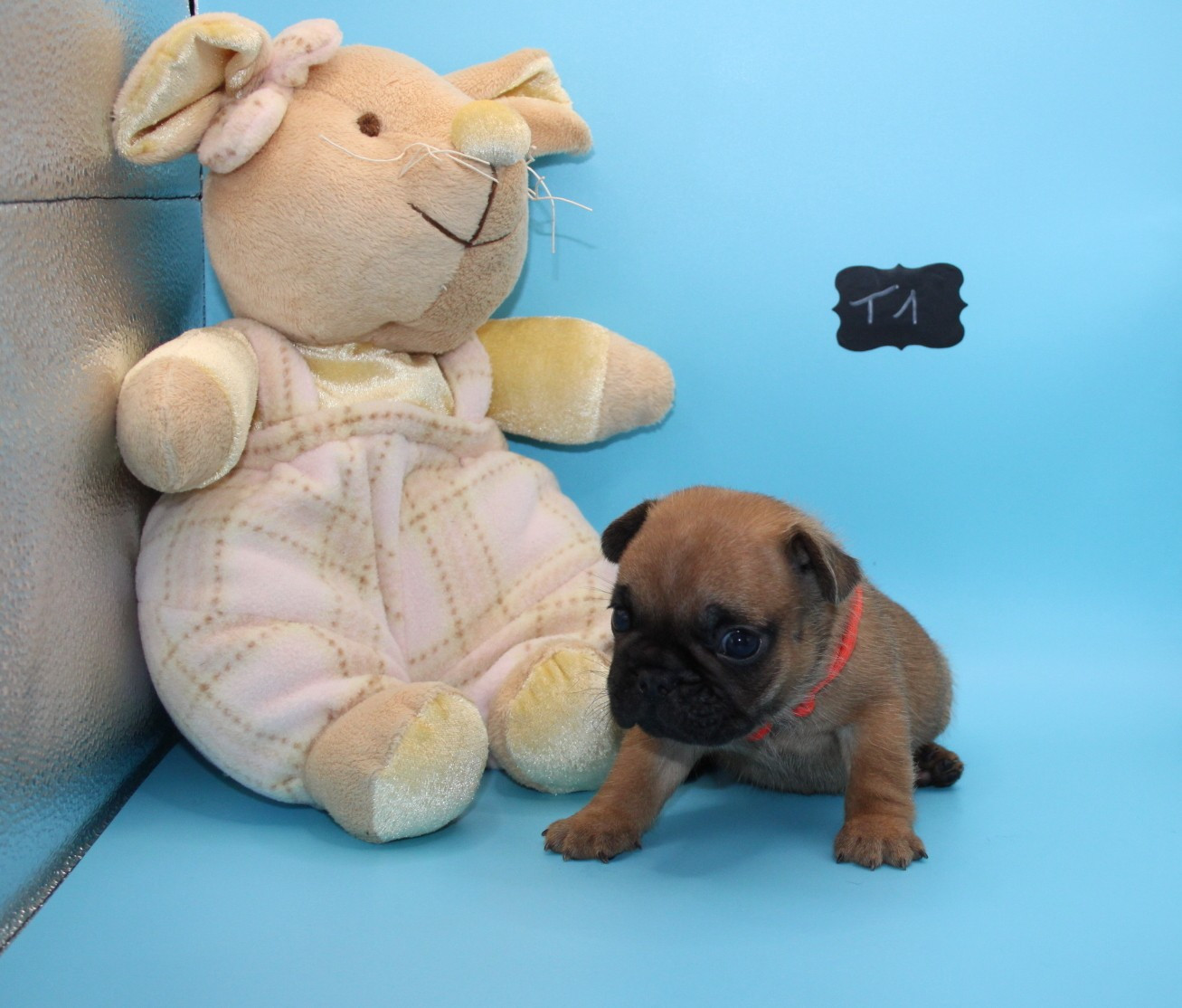 du berger de la vallée des géants - Chiots disponibles - Bouledogue français