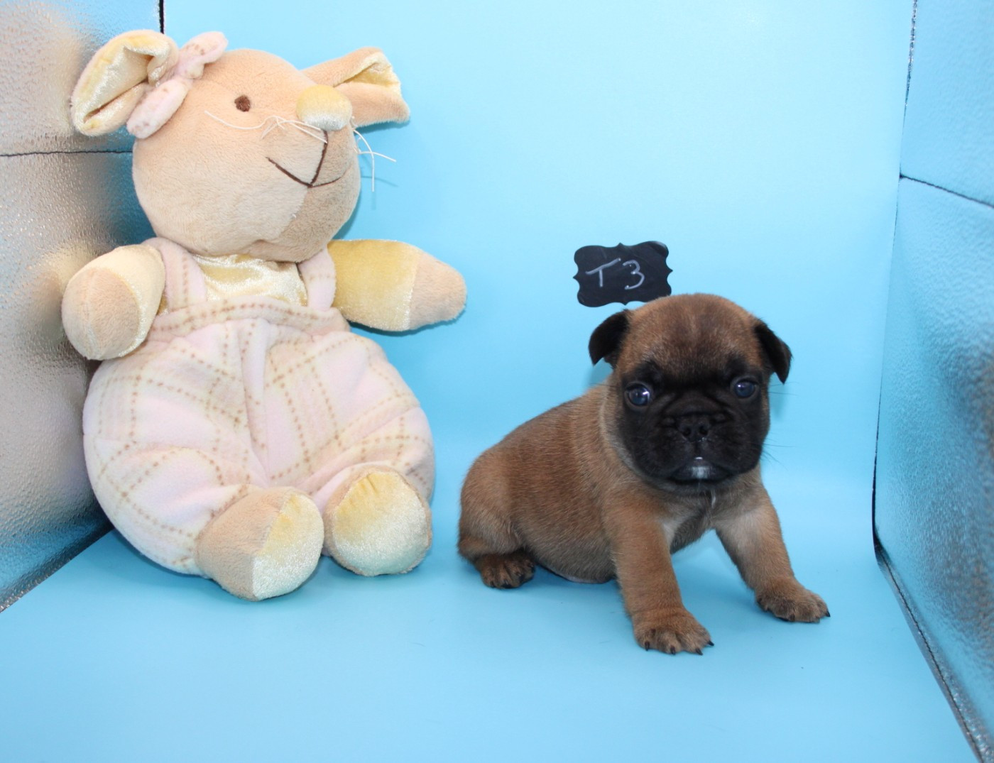 du berger de la vallée des géants - Chiots disponibles - Bouledogue français