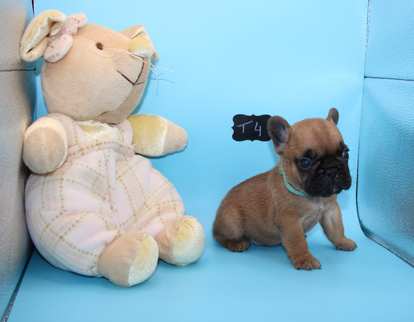 du berger de la vallée des géants - Chiots disponibles - Bouledogue français