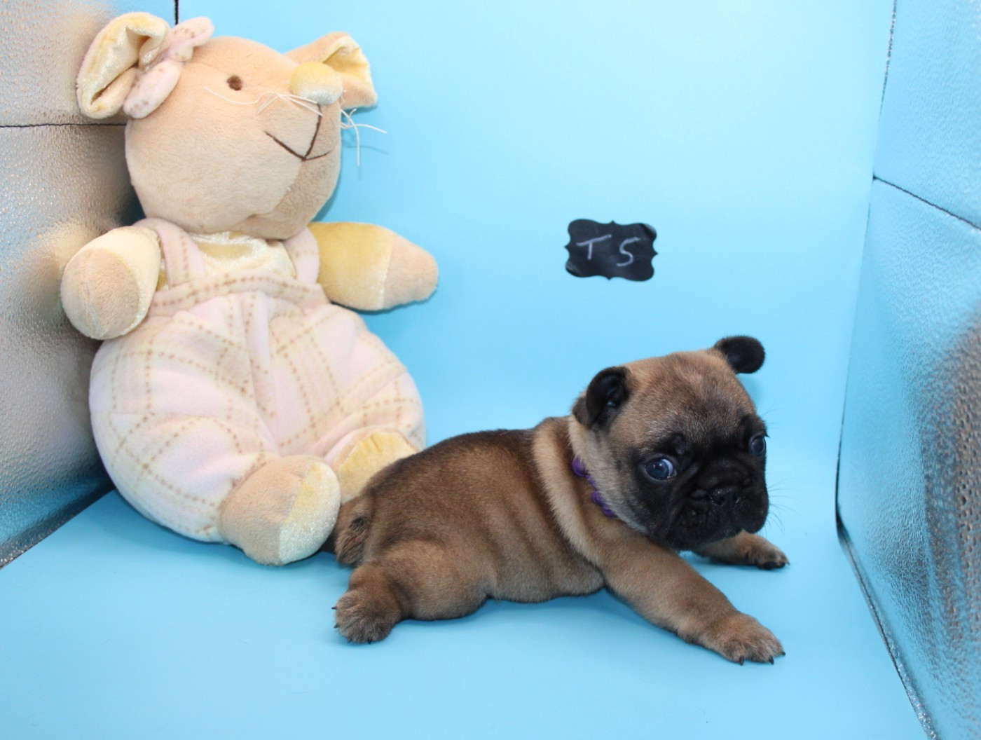 du berger de la vallée des géants - Chiots disponibles - Bouledogue français