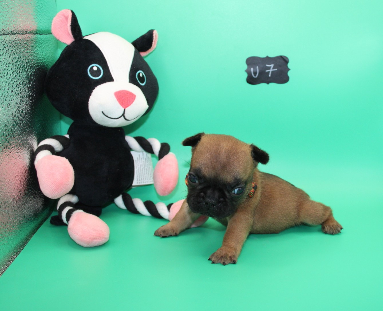 du berger de la vallée des géants - Chiots disponibles - Bouledogue français