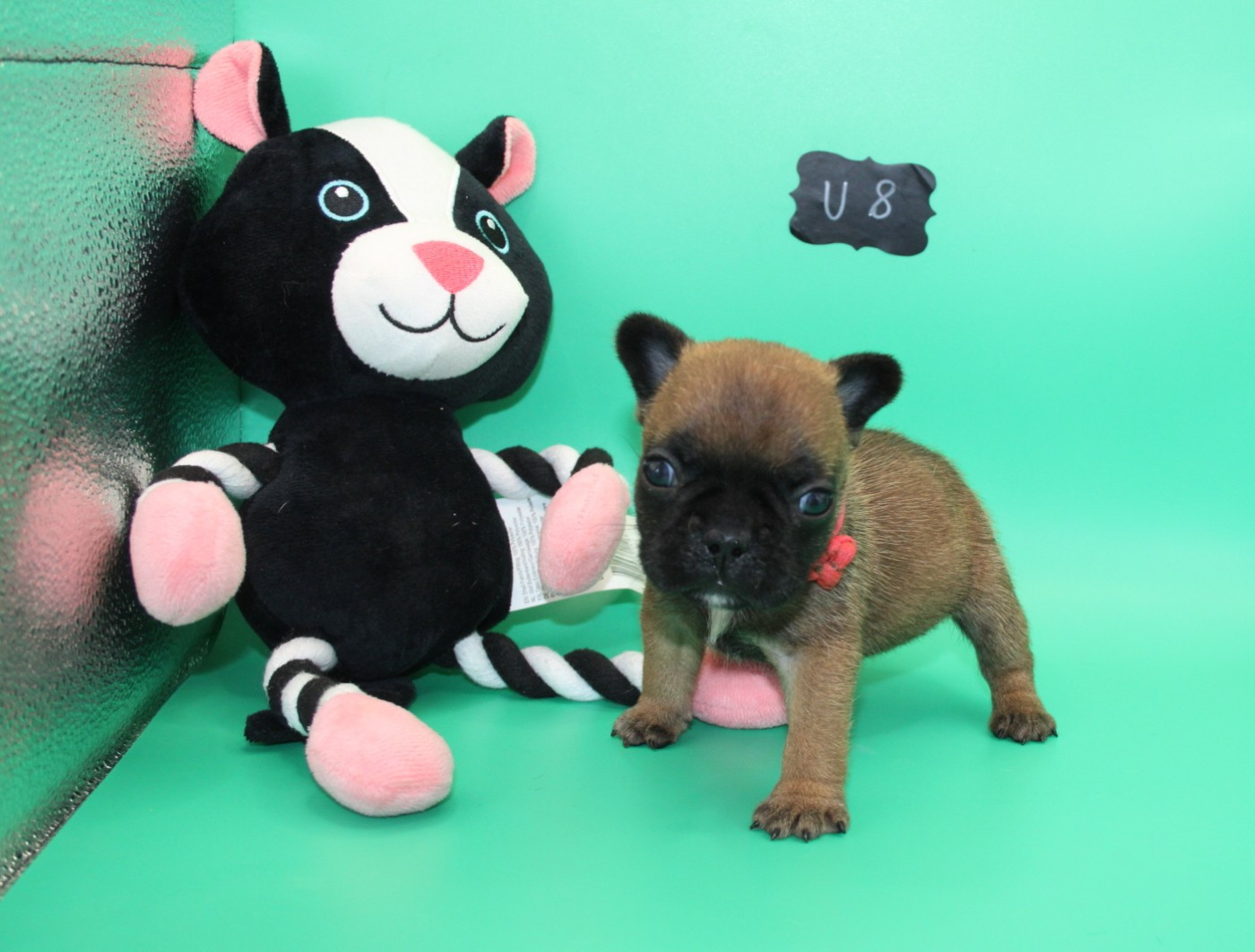 du berger de la vallée des géants - Chiots disponibles - Bouledogue français