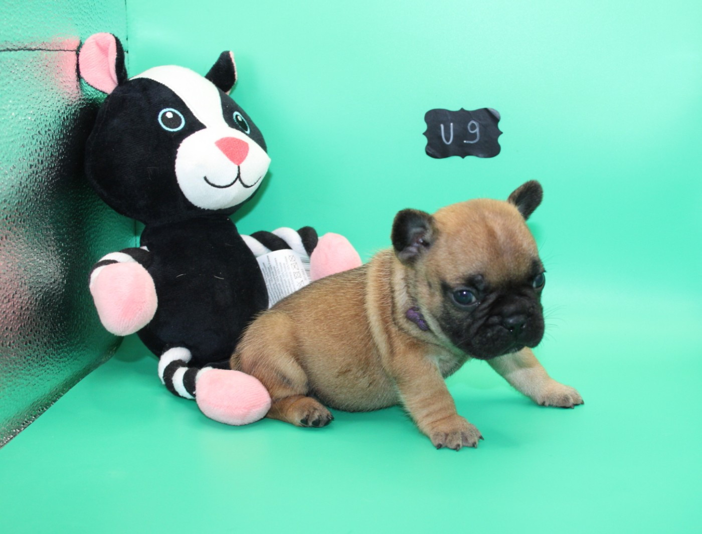 du berger de la vallée des géants - Chiots disponibles - Bouledogue français