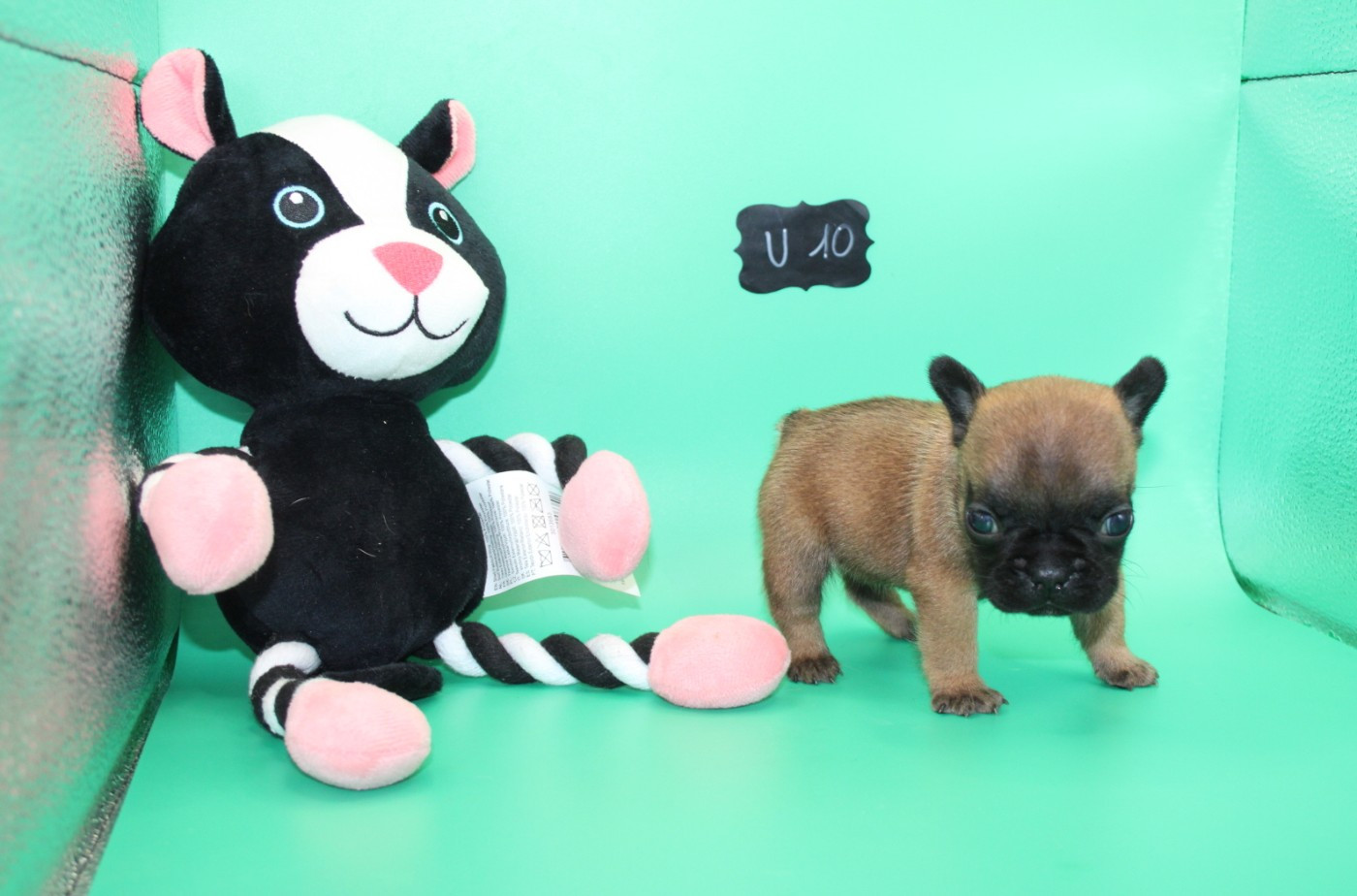 du berger de la vallée des géants - Chiots disponibles - Bouledogue français