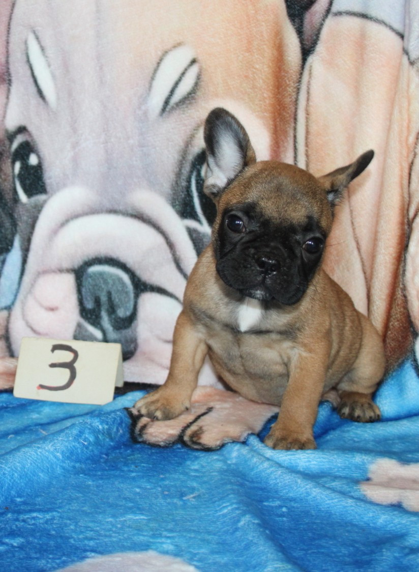 du berger de la vallée des géants - Chiots disponibles - Bouledogue français