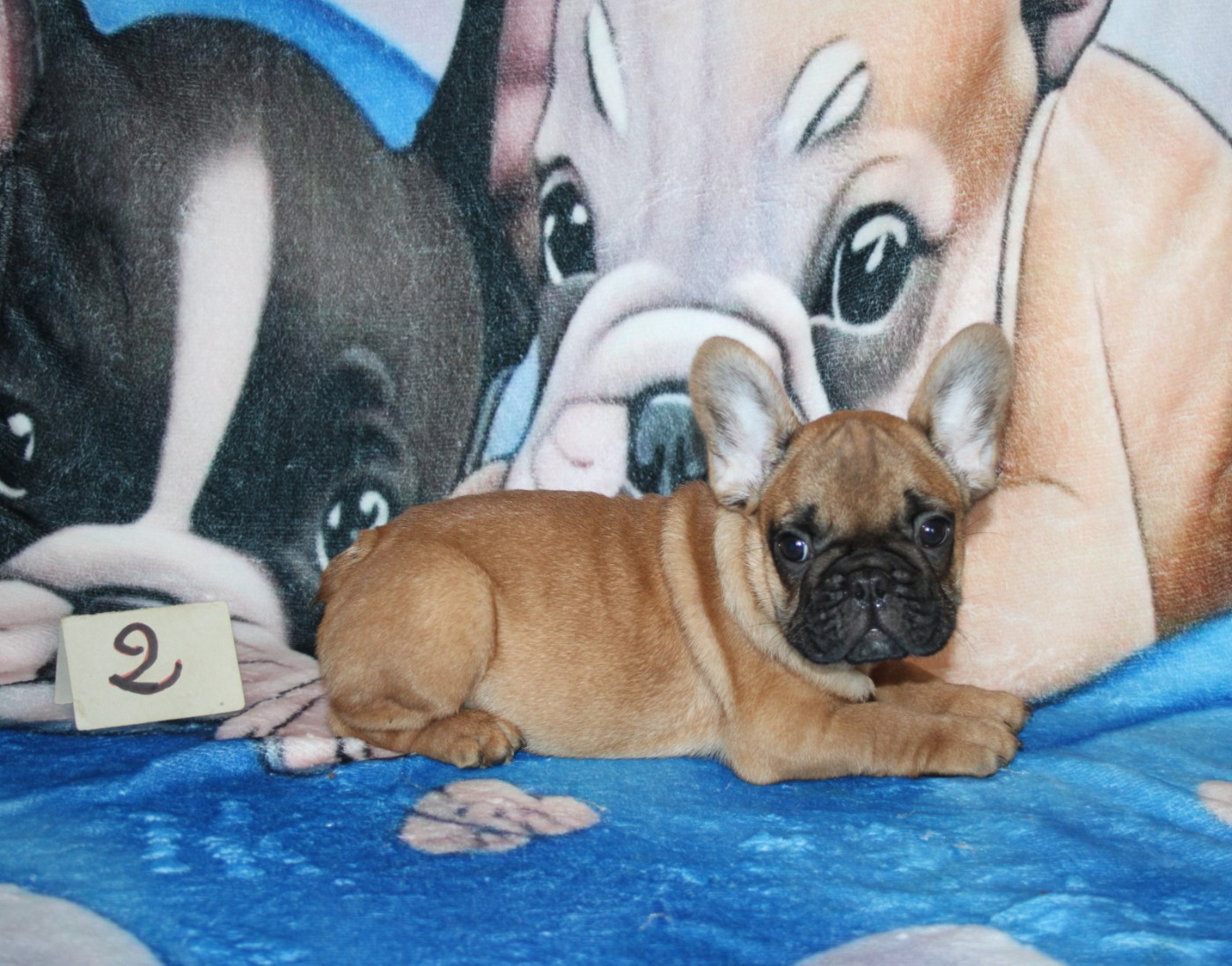 du berger de la vallée des géants - Chiots disponibles - Bouledogue français