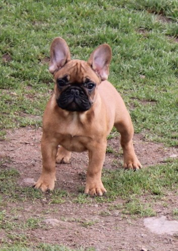 du berger de la vallée des géants - Chiots disponibles - Bouledogue français