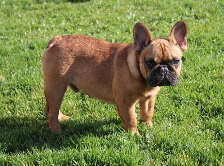 du berger de la vallée des géants - Chiots disponibles - Bouledogue français