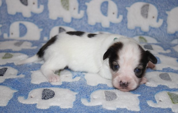 du berger de la vallée des géants - Chiots disponibles - Epagneul nain Continental (Papillon)