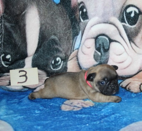 du berger de la vallée des géants - Chiots disponibles - Bouledogue français