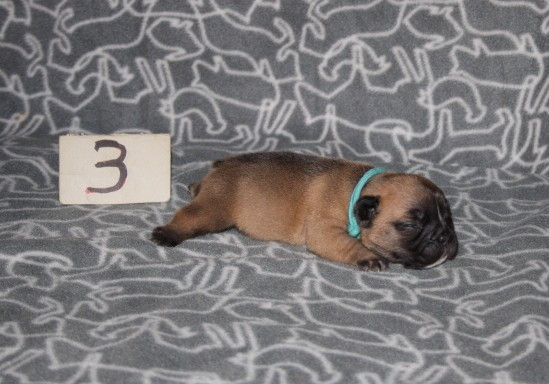 du berger de la vallée des géants - Chiots disponibles - Bouledogue français