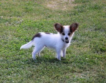 du berger de la vallée des géants - Chiots disponibles - Epagneul nain Continental (Papillon)