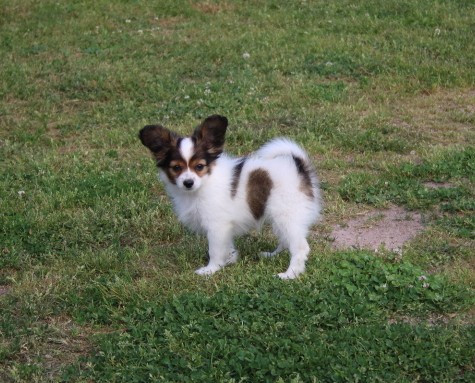 du berger de la vallée des géants - Chiots disponibles - Epagneul nain Continental (Papillon)
