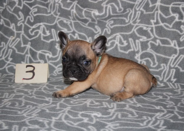 du berger de la vallée des géants - Chiots disponibles - Bouledogue français