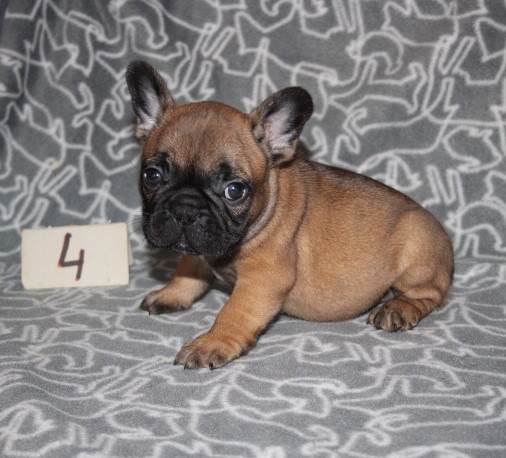 du berger de la vallée des géants - Chiots disponibles - Bouledogue français