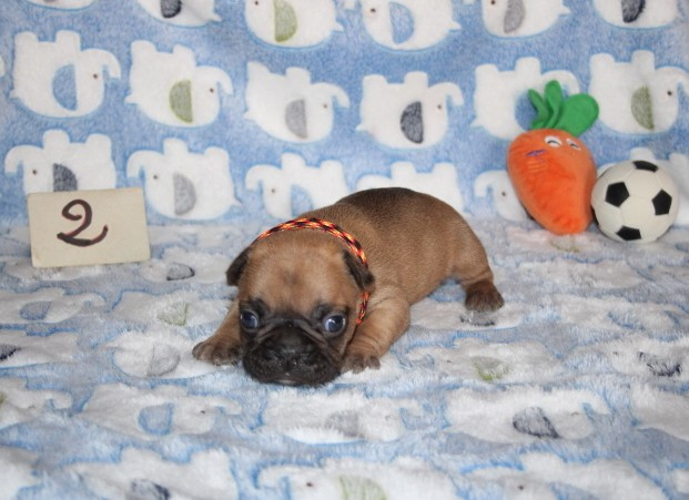 du berger de la vallée des géants - Chiots disponibles - Bouledogue français