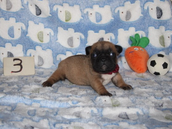 du berger de la vallée des géants - Chiots disponibles - Bouledogue français
