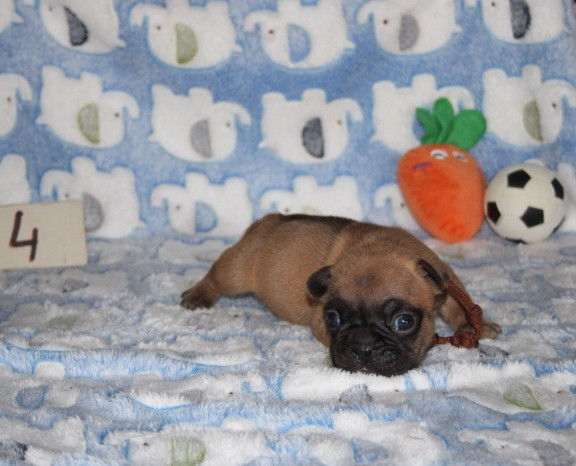 du berger de la vallée des géants - Chiots disponibles - Bouledogue français