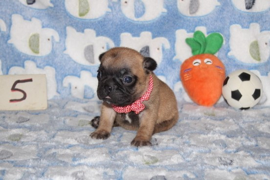 du berger de la vallée des géants - Chiots disponibles - Bouledogue français