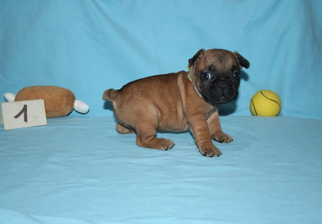 du berger de la vallée des géants - Chiots disponibles - Bouledogue français