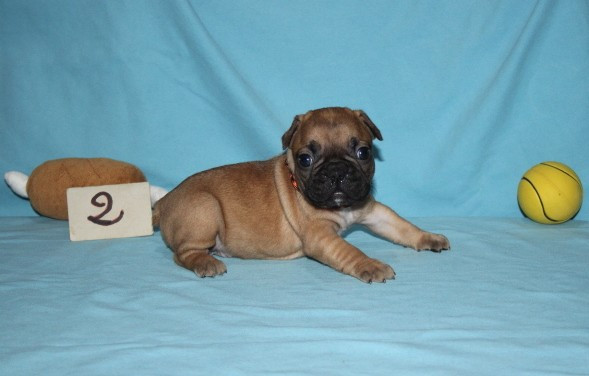 du berger de la vallée des géants - Chiots disponibles - Bouledogue français