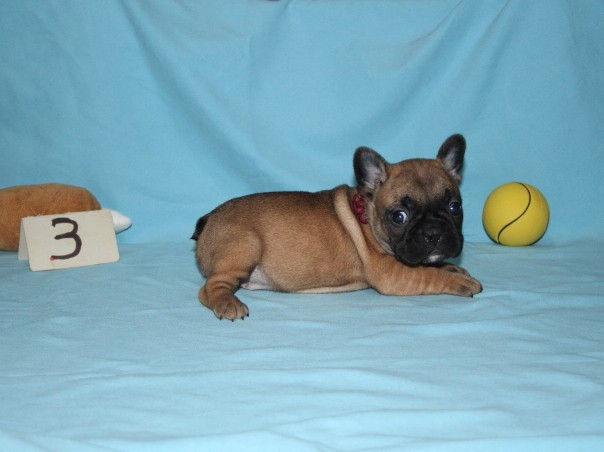 du berger de la vallée des géants - Chiots disponibles - Bouledogue français