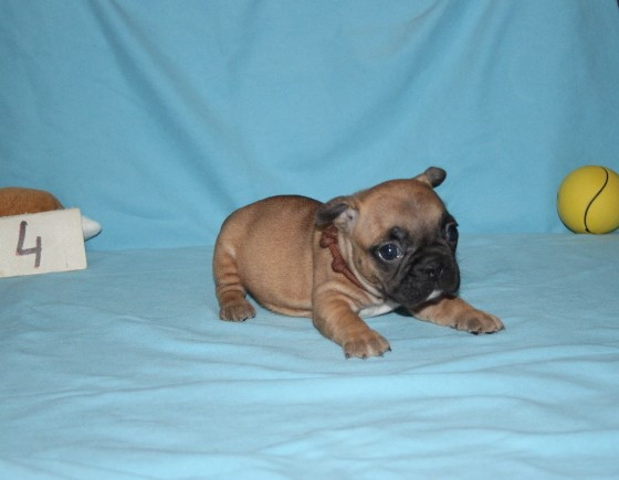 du berger de la vallée des géants - Chiots disponibles - Bouledogue français