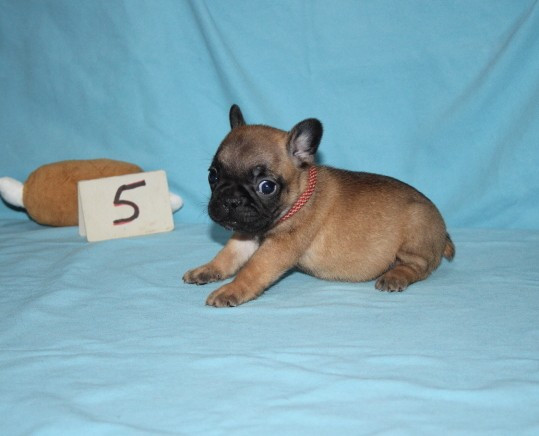 du berger de la vallée des géants - Chiots disponibles - Bouledogue français