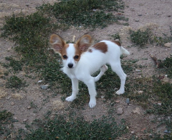 du berger de la vallée des géants - Chiots disponibles - Epagneul nain Continental (Papillon)