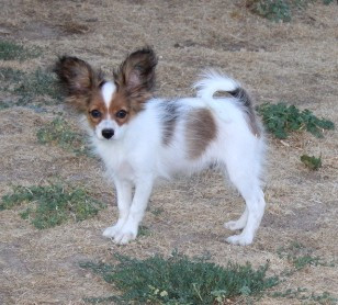 du berger de la vallée des géants - Chiots disponibles - Epagneul nain Continental (Papillon)