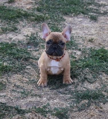 du berger de la vallée des géants - Chiots disponibles - Bouledogue français